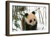 Panda Cub on Snow, Wolong, Sichuan, China-Keren Su-Framed Photographic Print