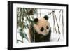 Panda Cub on Snow, Wolong, Sichuan, China-Keren Su-Framed Photographic Print