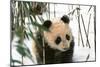 Panda Cub on Snow, Wolong, Sichuan, China-Keren Su-Mounted Photographic Print