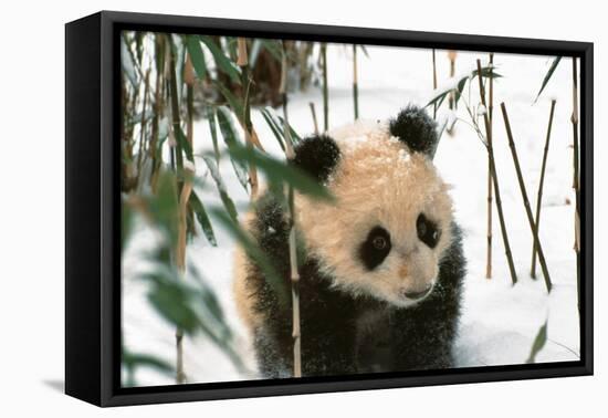 Panda Cub on Snow, Wolong, Sichuan, China-Keren Su-Framed Stretched Canvas
