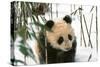 Panda Cub on Snow, Wolong, Sichuan, China-Keren Su-Stretched Canvas