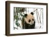 Panda Cub on Snow, Wolong, Sichuan, China-Keren Su-Framed Photographic Print