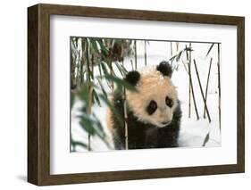 Panda Cub on Snow, Wolong, Sichuan, China-Keren Su-Framed Photographic Print