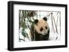 Panda Cub on Snow, Wolong, Sichuan, China-Keren Su-Framed Photographic Print