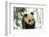 Panda Cub on Snow, Wolong, Sichuan, China-Keren Su-Framed Photographic Print