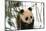 Panda Cub on Snow, Wolong, Sichuan, China-Keren Su-Mounted Photographic Print