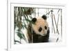 Panda Cub on Snow, Wolong, Sichuan, China-Keren Su-Framed Photographic Print