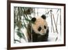 Panda Cub on Snow, Wolong, Sichuan, China-Keren Su-Framed Photographic Print