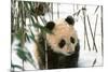 Panda Cub on Snow, Wolong, Sichuan, China-Keren Su-Mounted Photographic Print