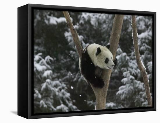 Panda Cub Playing on Tree in Snow, Wolong, Sichuan, China-Keren Su-Framed Stretched Canvas