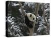 Panda Cub Playing on Tree in Snow, Wolong, Sichuan, China-Keren Su-Stretched Canvas