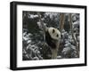 Panda Cub Playing on Tree in Snow, Wolong, Sichuan, China-Keren Su-Framed Photographic Print