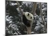 Panda Cub Playing on Tree in Snow, Wolong, Sichuan, China-Keren Su-Mounted Photographic Print