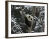 Panda Cub Playing on Tree in Snow, Wolong, Sichuan, China-Keren Su-Framed Photographic Print