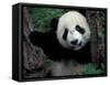 Panda Cub with Tree, Wolong, Sichuan Province, China-Keren Su-Framed Stretched Canvas