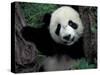 Panda Cub with Tree, Wolong, Sichuan Province, China-Keren Su-Stretched Canvas