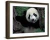 Panda Cub with Tree, Wolong, Sichuan Province, China-Keren Su-Framed Photographic Print