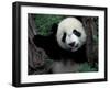 Panda Cub with Tree, Wolong, Sichuan Province, China-Keren Su-Framed Photographic Print