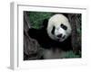 Panda Cub with Tree, Wolong, Sichuan Province, China-Keren Su-Framed Photographic Print