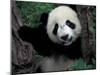 Panda Cub with Tree, Wolong, Sichuan Province, China-Keren Su-Mounted Photographic Print