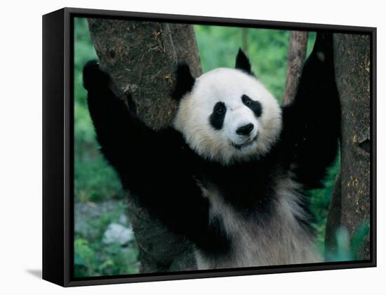Panda Cub, Wolong, Sichuan, China-Keren Su-Framed Stretched Canvas