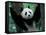 Panda Cub, Wolong, Sichuan, China-Keren Su-Framed Stretched Canvas