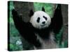 Panda Cub, Wolong, Sichuan, China-Keren Su-Stretched Canvas