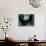 Panda Cub, Wolong, Sichuan, China-Keren Su-Photographic Print displayed on a wall