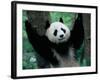 Panda Cub, Wolong, Sichuan, China-Keren Su-Framed Photographic Print