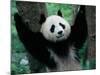 Panda Cub, Wolong, Sichuan, China-Keren Su-Mounted Photographic Print