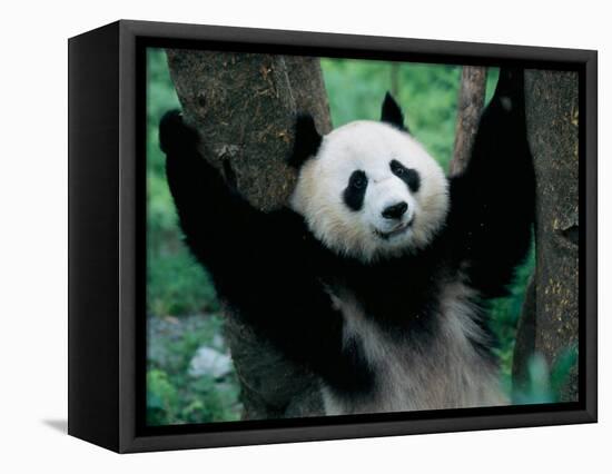 Panda Cub, Wolong, Sichuan, China-Keren Su-Framed Stretched Canvas