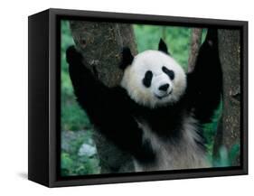 Panda Cub, Wolong, Sichuan, China-Keren Su-Framed Stretched Canvas
