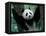 Panda Cub, Wolong, Sichuan, China-Keren Su-Framed Stretched Canvas