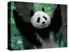 Panda Cub, Wolong, Sichuan, China-Keren Su-Stretched Canvas