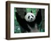 Panda Cub, Wolong, Sichuan, China-Keren Su-Framed Photographic Print