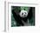 Panda Cub, Wolong, Sichuan, China-Keren Su-Framed Photographic Print