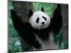 Panda Cub, Wolong, Sichuan, China-Keren Su-Mounted Photographic Print