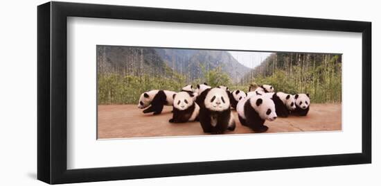 Panda Cubs-null-Framed Art Print