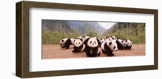 Panda Cubs-null-Framed Art Print