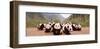 Panda Cubs-null-Framed Art Print