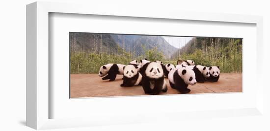 Panda Cubs-null-Framed Art Print