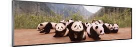 Panda Cubs-null-Mounted Art Print