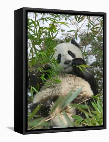 Panda Eating Bamboo on Snow, Wolong, Sichuan, China-Keren Su-Framed Stretched Canvas