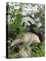 Panda Eating Bamboo on Snow, Wolong, Sichuan, China-Keren Su-Stretched Canvas