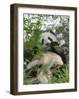 Panda Eating Bamboo on Snow, Wolong, Sichuan, China-Keren Su-Framed Photographic Print