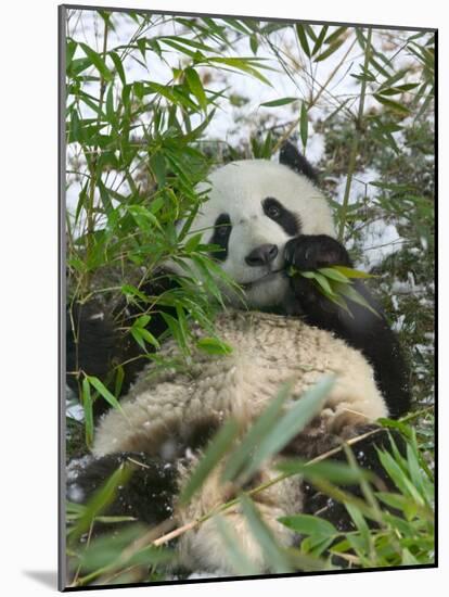 Panda Eating Bamboo on Snow, Wolong, Sichuan, China-Keren Su-Mounted Photographic Print