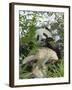 Panda Eating Bamboo on Snow, Wolong, Sichuan, China-Keren Su-Framed Photographic Print