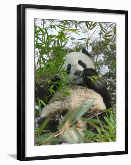 Panda Eating Bamboo on Snow, Wolong, Sichuan, China-Keren Su-Framed Photographic Print