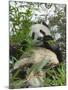 Panda Eating Bamboo on Snow, Wolong, Sichuan, China-Keren Su-Mounted Photographic Print