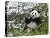 Panda Eating Bamboo on Snow, Wolong, Sichuan, China-Keren Su-Stretched Canvas